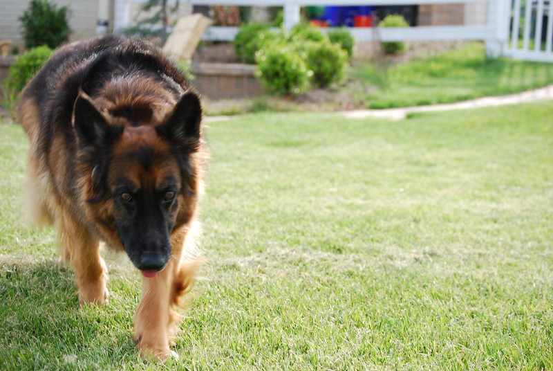 Entraîner un Berger Allemand: Comment obtenir un chien de garde efficace