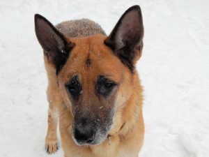 Choisir le chien de garde parfait : Akita ou Berger allemand ?