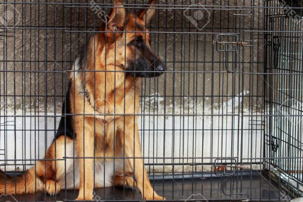 Cage pour chien berger allemand
