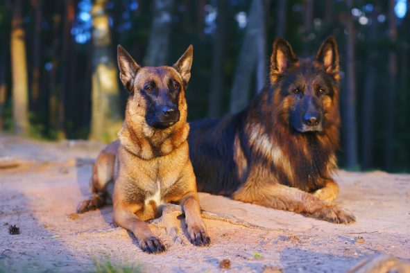 Difference entre berger allemand et malinois