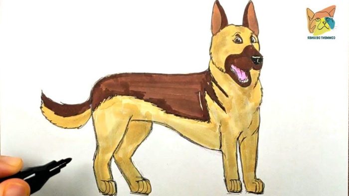 Facile comment dessiner un chien berger allemand