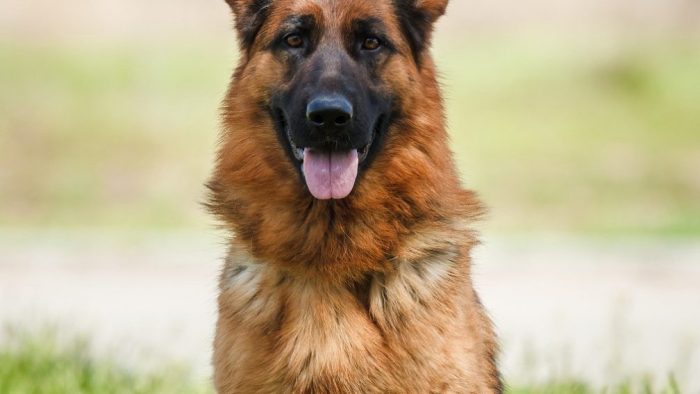 10 Raisons Pourquoi les Berger Allemands Sont les Meilleurs Chiens pour les Sports Canins